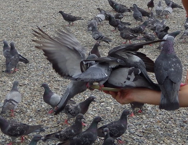 【うれしい悲鳴】動物好きならきっと天国！　動物から超ハイパーモテモテになれるというウワサの大須観音に行ってきたよ!!