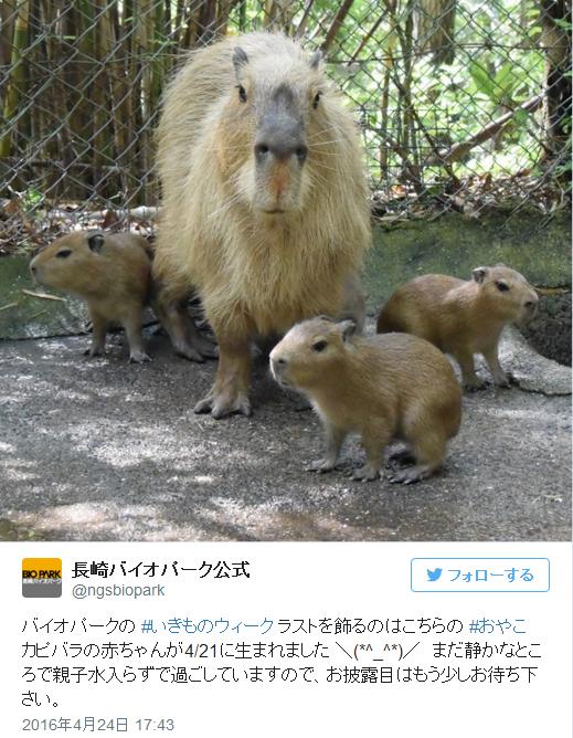 【めでたい】めちゃかわ！ 九州・長崎バイオパークでカピバラの赤ちゃんが生まれたよ!!