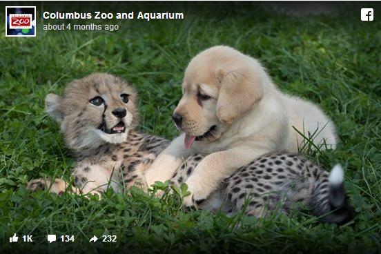 【もふもふ】ワンコはチーターの「親友」であり「セラピスト」!? アメリカの動物園で暮らす異種同士の仲良しコンビ