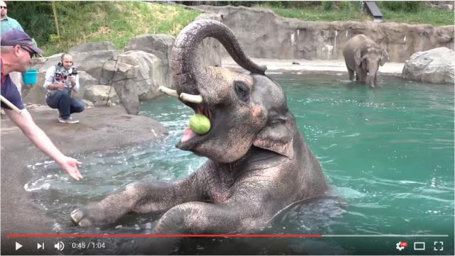 夏休みの少年みたいなゾウが目撃される「プールきもちー！ スイカおいしー！」水遊びを思いっきり楽しむ様子をご覧ください