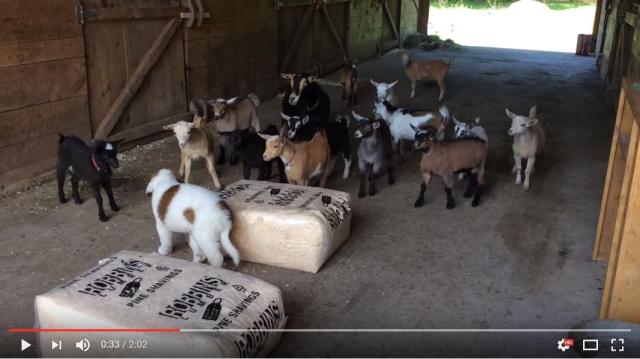 大勢の子ヤギたちが暮らす農場に子犬がやってきた！ 最初に親友になったのは真っ黒な子ヤギさんでした