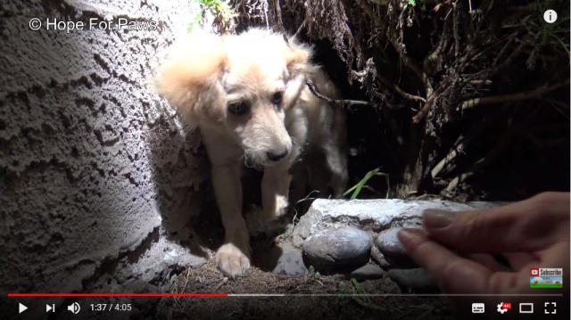 茂みの中に隠れてた子犬を救助！ マイクロチップが埋め込まれていたので飼い主に連絡してみたら…