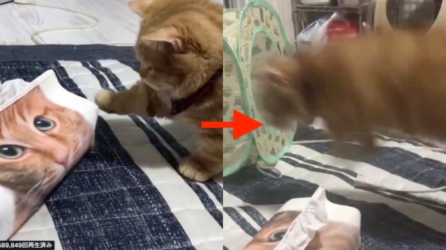 怖がりなニャンコが猫柄のティッシュボックスに近づいた瞬間…「う、動いたにゃぁああ！」とびっくりジャンプが止まらない！