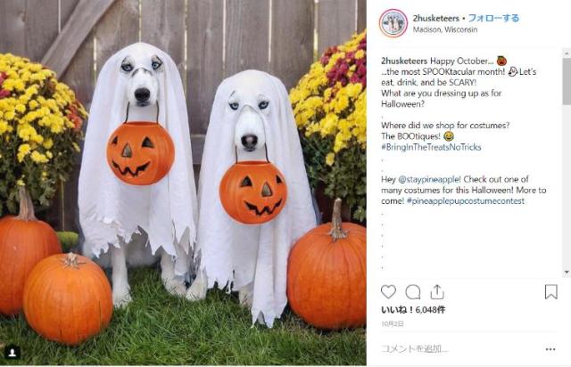 「人間よ、これで満足か？」クールなハスキー犬たちのハロウィンコスプレをご覧ください