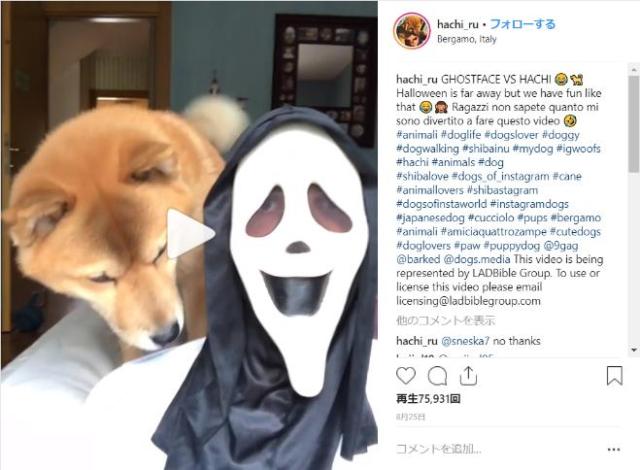 犬「ご主人ここでしたか…て、お前誰やねん！」怖いお面をかぶった飼い主にブチギレるワンコの様子をご覧ください