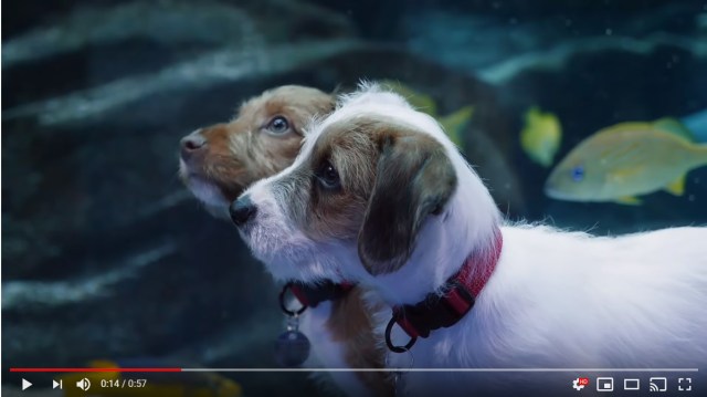 誰もいない水族館を保護犬たちがお散歩♪ 途中で疲れて寝てしまう姿にも癒やされます