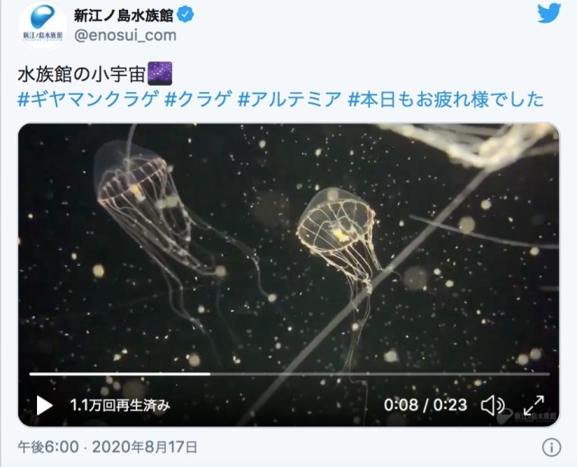 まるで宇宙のように幻想的な「クラゲの水槽動画」を新江ノ島水族館が公開…涼しげで永遠に見ていたくなります