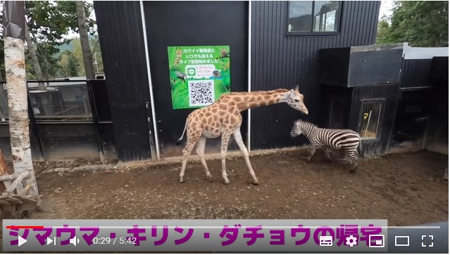 動物たちが「おつかれさまでした～」とばかりに動物園から帰宅する動画が面白い！ それぞれの個性が垣間見えます