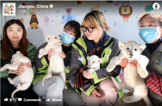 【モフモフ情報】中国の動物園に「ホワイトライオンの赤ちゃん」4頭が誕生！ どうにかなりそうなくらい愛くるしいよ〜