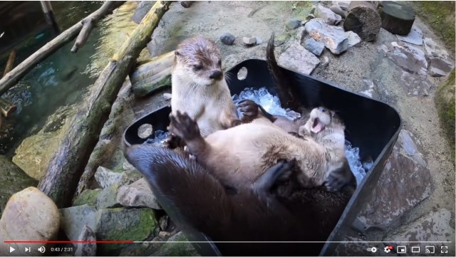 氷のプールでじゃれあうカワウソたちが可愛い！ 氷をボリボリ食べる迫力も魅力的です