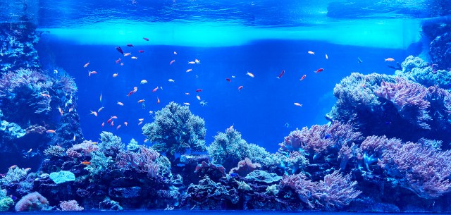 【世界睡眠デー】今夜、池袋サンシャイン水族館が閉館したあとに…水槽の前でお休み前のピラティス・ヨガ🧘‍♀️に参加しよっ♪