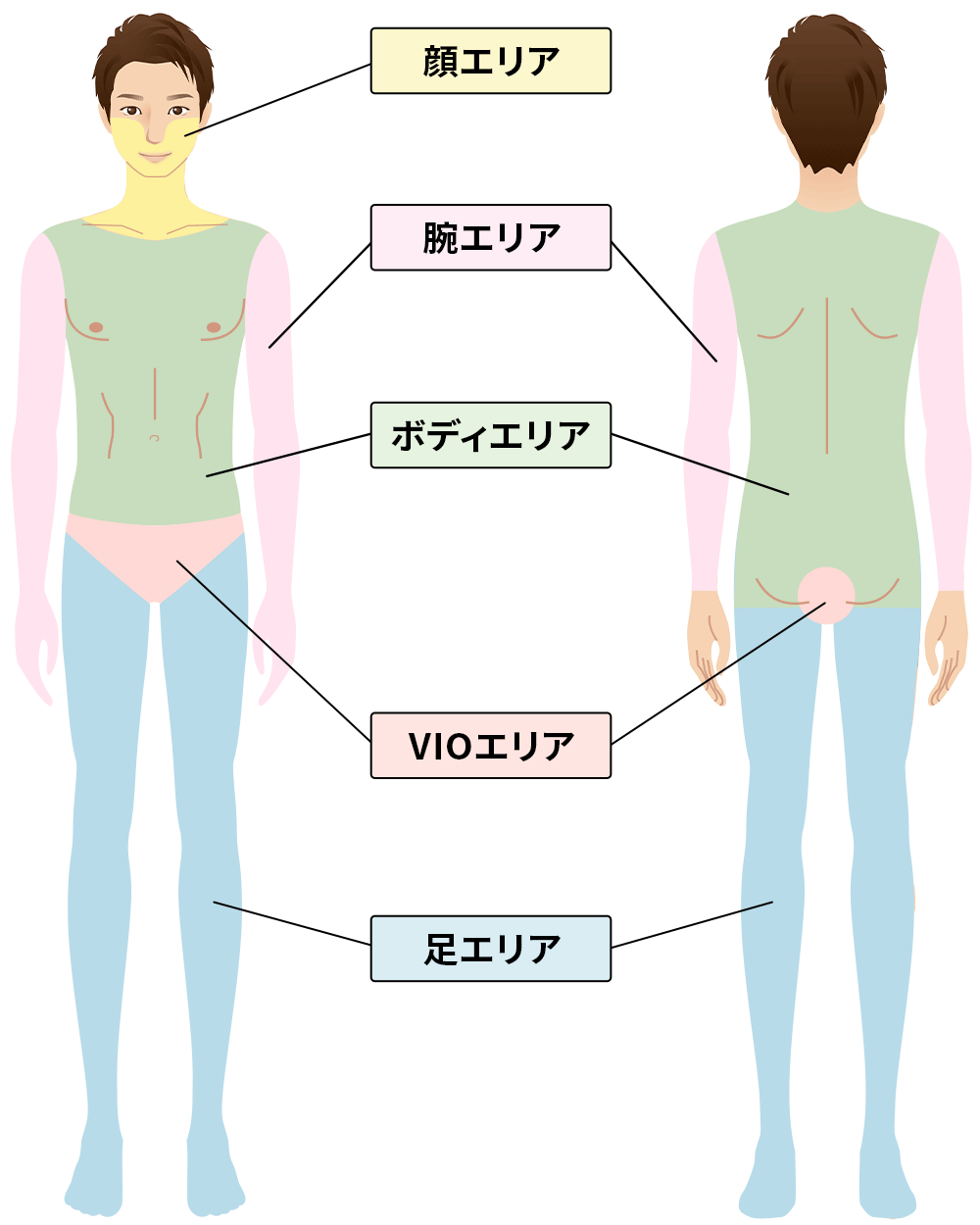 エリア脱毛範囲説明画像（腕・足・ボディ）