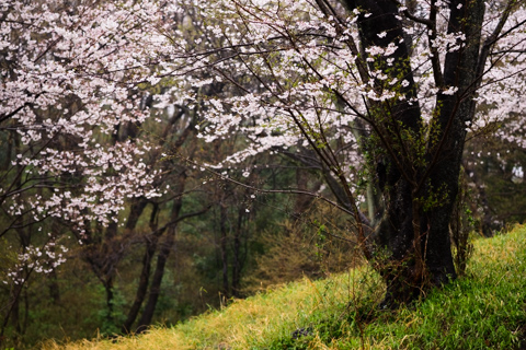 桜