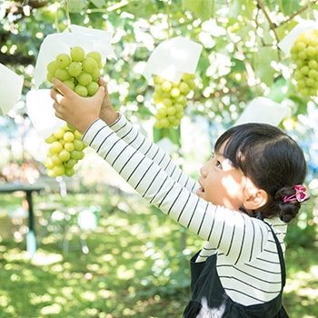 野菜・果物狩りのイメージ