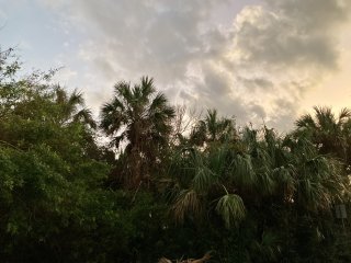 Palm trees against a tropical sky, like opening shot of Apocalypse Now.