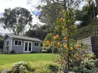 A little orange tree with plenty of oranges in front of a lawn and a cute shed.