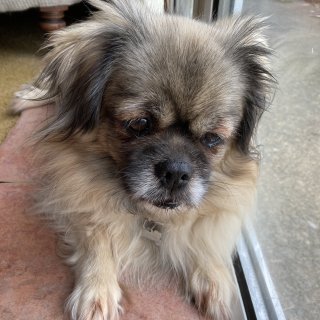 A cute furry light-haired Tibetan spaniel sitting by the window.