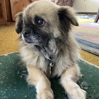 A cute furry light-coloured small dog with big mournful eyes looking off to the side.