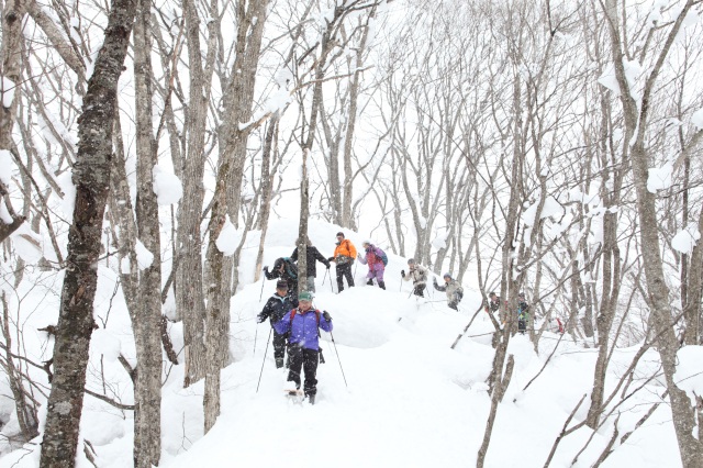 世界遺産 白神山地