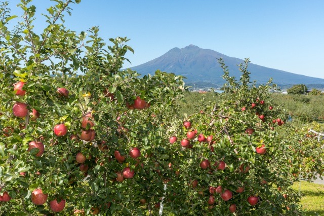 Hirosaki City Apple Park