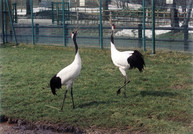 丹頂鶴自然公園