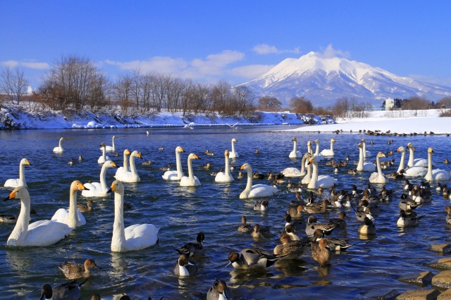 白鳥ふれあい広場