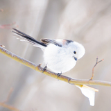 旭川で見つけた！雪の妖精シマエナガが見れるスポット3つ！