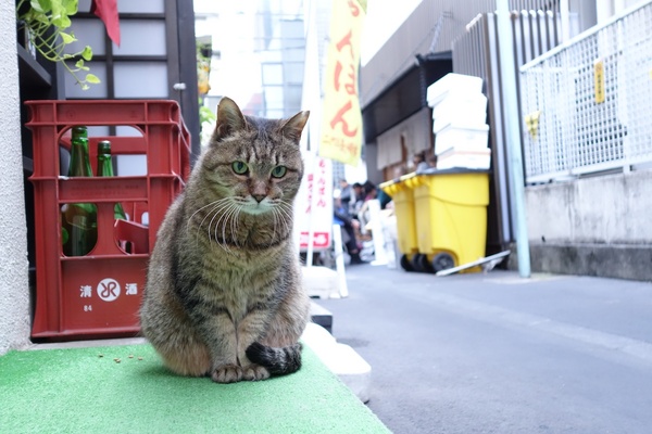 ちょこんと座ってる姿がいいキジトラ。以前も同じ場所で見かけたので、きっとこのあたりがホームグラウンドなんだろう（2013年11月 ソニー QX100）