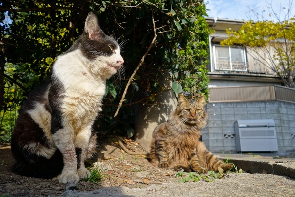 大きな農家の畑で遊び回ってた猫たちをローアングルで（2013年11月 ソニー QX100）