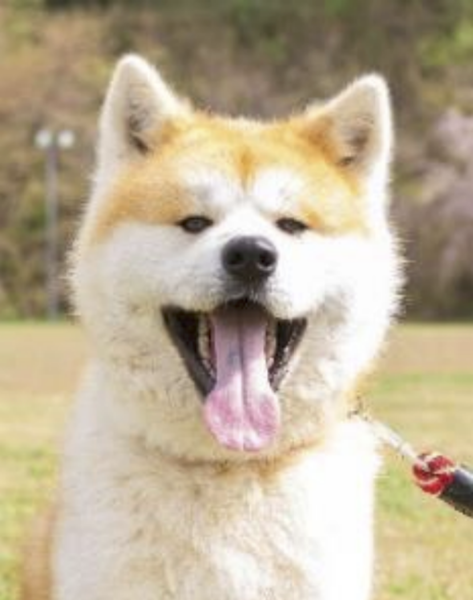 秋田犬のマサくん