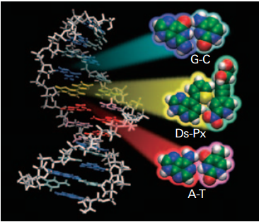 Installing artificial nucleotide base pairs in DNA 2