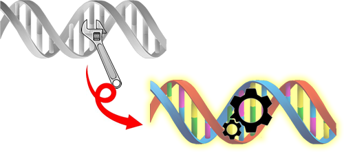 Installing artificial nucleotide bases in DNA