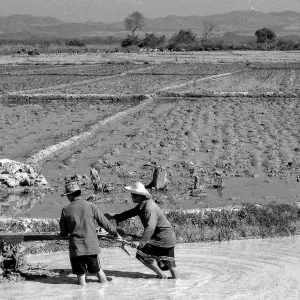 Men working in rice paddy