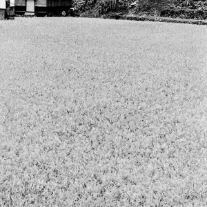 Church on the other side of rice field