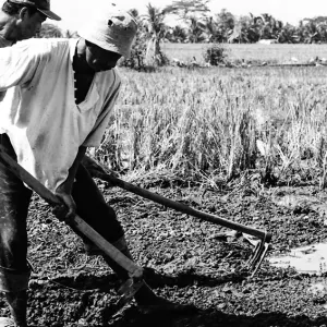 Farmer holding hoe