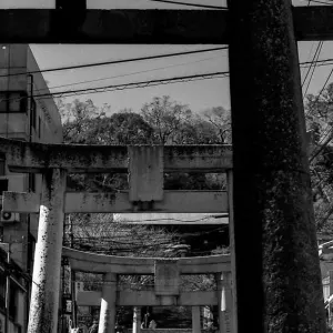 Torii in Suwa Jinja