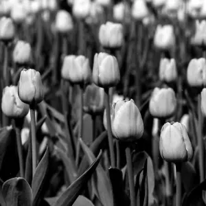 tulip in Glover Garden