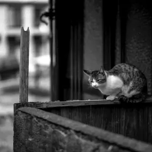 Cat relaxing on fence