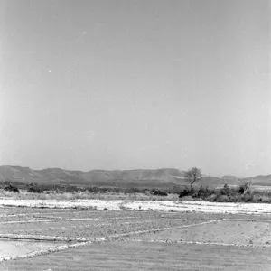 Farmer standing in rice field