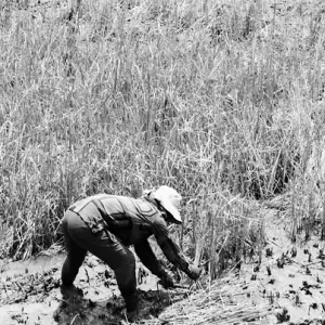 Woman harvesting rice in rice paddy