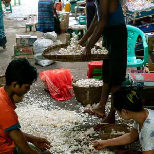 People peeling the garlic clove