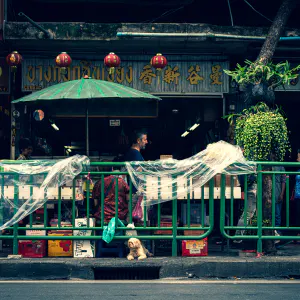 Dog watching the traffic of Rama !V road