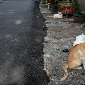 Four cats by the wayside in Jakarta