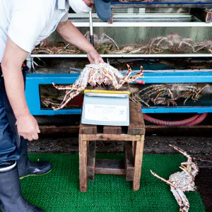 Man weighing crabs