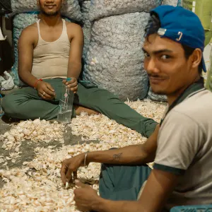 Men breaking apart garlic stalks