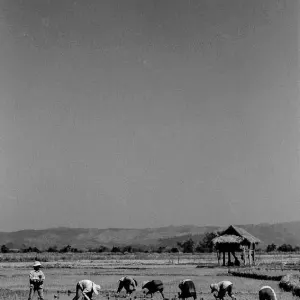 People planting rice together