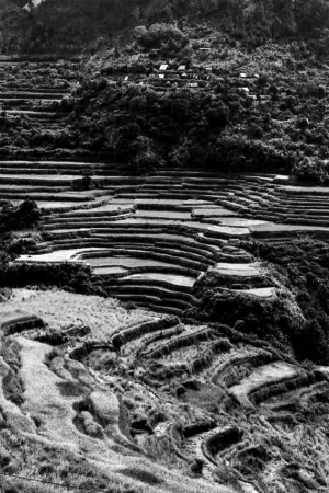 Rice terrace on steep slope