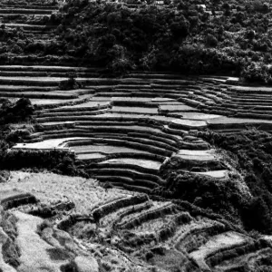 Rice terrace on steep slope