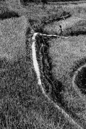 Path stretching among rice paddies