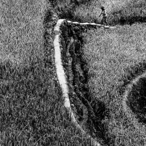 Path stretching among rice paddies